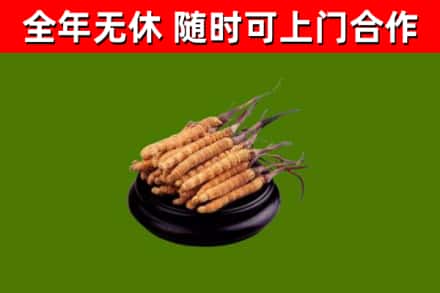 五指烟酒回收冬虫夏草.jpg